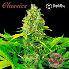 Semilla Buddha Classics Auto White Widow x 3+1