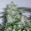 SWEET SEEDS BOTAFUMEIROS 3+1 UDS