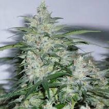 SWEET SEEDS BOTAFUMEIROS 3+1 UDS