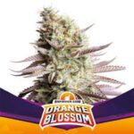 Semilla Orange Blossom fem x2 BSF Seeds