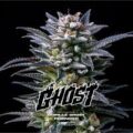 gorilla ghost bsf x 4