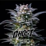 Semilla Gorilla Ghost Feminized x 2 BSF