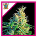 psicodelicia SWEET SEEDS 3+1 UDS
