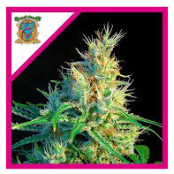psicodelicia SWEET SEEDS 3+1 UDS