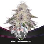 Semilla White Gorilla Feminized x4 BSF