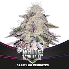 white gorilla bsf x 4 2