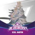 Semilla Blue Berry XXL Auto x4 BSF