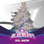 Semilla Blue Berry XXL Auto x12 BSF Seeds