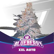 Semilla Blue Berry XXL Auto x4 BSF