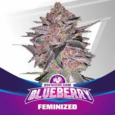 Semilla Blueberry fem x4 BSF Seeds