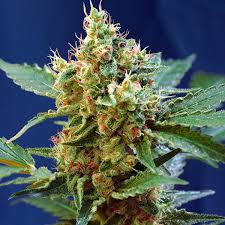 Semilla Cream Mandarine XL Auto 3+1