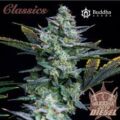 Semilla Diesel auto x3 Buddha Seeds