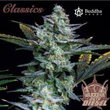 Semilla Diesel auto x3 Buddha Seeds