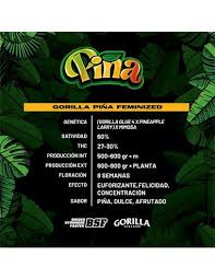 Semilla Gorilla Piña GK 4 Uds BSF Seeds