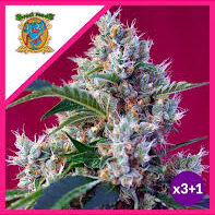 Semilla Indigo Berry Kush Fem x3+1 Sweet Seeds