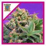 Semilla Sweet Skunk Auto x3+1 Sweet Seeds