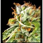 Semilla Tahoe Cure Fem X3+1