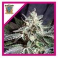 Semilla black jack Fem x3+1 Sweet Seeds