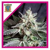 Semilla black jack Fem x3+1 Sweet Seeds