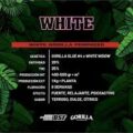 WHITE GORILLA GK 4 UDS BSF SEEDS 1