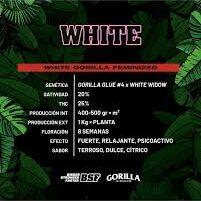 WHITE GORILLA GK 4 UDS BSF SEEDS 1