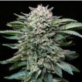 WHITE GORILLA GK 4 UDS BSF SEEDS