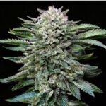 Semilla White Gorilla GK 2 Uds BSF Seeds