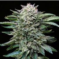 WHITE GORILLA GK 4 UDS BSF SEEDS