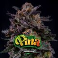 gorilla piña fem bsf x4