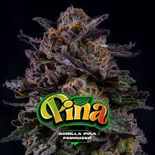 gorilla piña fem bsf x4