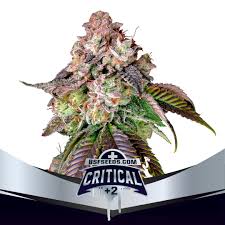 semilla critical bsf
