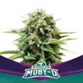semilla moby d bsf