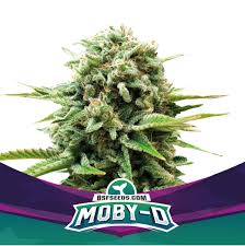 semilla moby d bsf