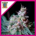 CREAM CARAMEL F1 FEM X3+1-SWEET SEEDS