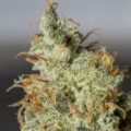 Orange Kush Auto X3