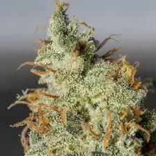 Orange Kush Auto X3