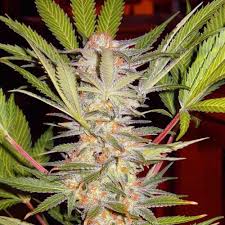 SAD F1 FEM X25-SWEET SEEDS