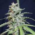 Semilla Super Watermelon Auto X3