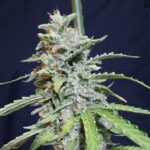 Semilla Super Watermelon Auto X3
