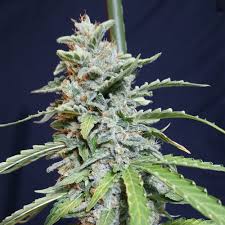 Semilla Super Watermelon Auto X3