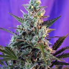 Semilla Sweet Seeds Black Jack F1 3+1Uds