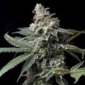 Semilla Sweet Seeds Killer Kush F1 3+1 Uds