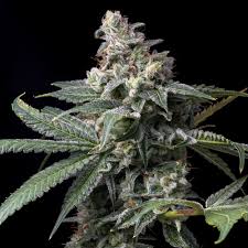 Semilla Sweet Seeds Killer Kush F1 3+1 Uds