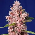 Semilla Tropicanna Poison F1 3+1 Uds
