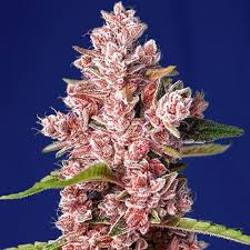 Semilla Tropicanna Poison F1 3+1 Uds
