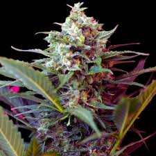 Sweet Seeds Big Devil F1 3+1 Uds