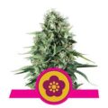 power flower royal queen