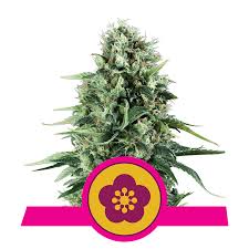 power flower royal queen