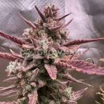 Semilla Tropicanna Poison XL Auto 3+1UDS
