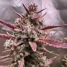Semilla Tropicanna Poison XL Auto 3+1UDS